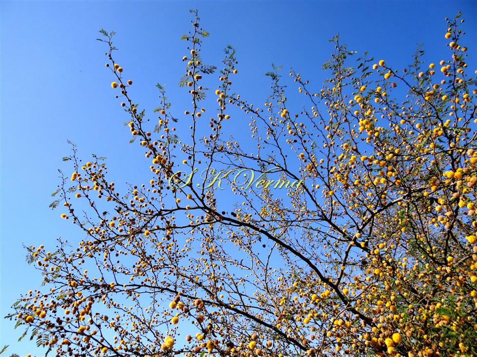  Plant in bloom